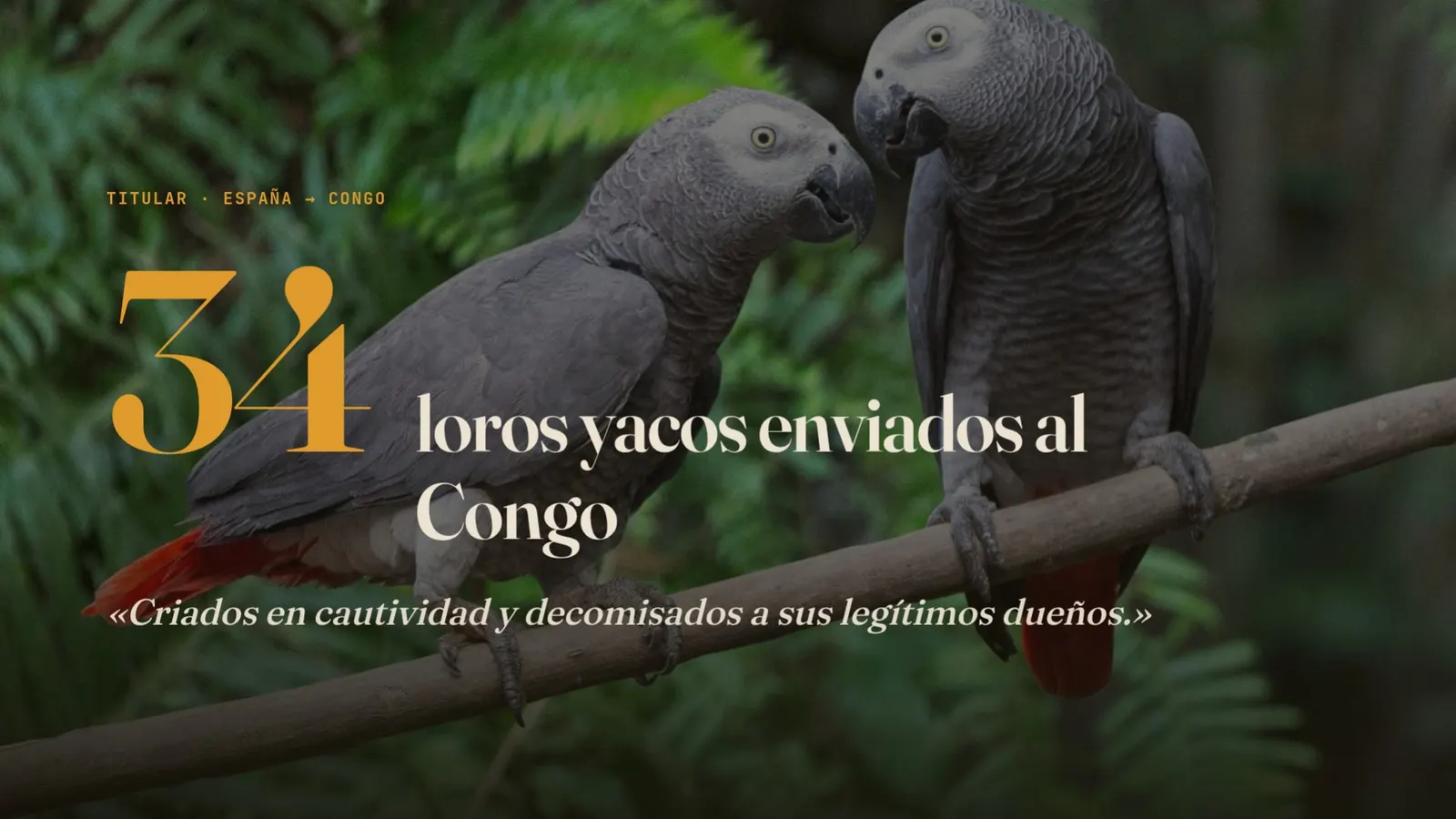 Diapositiva 6: 34 yacos enviados al Congo