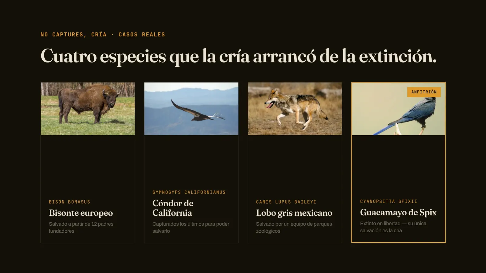 Diapositiva 43: Cuatro especies salvadas por la cría