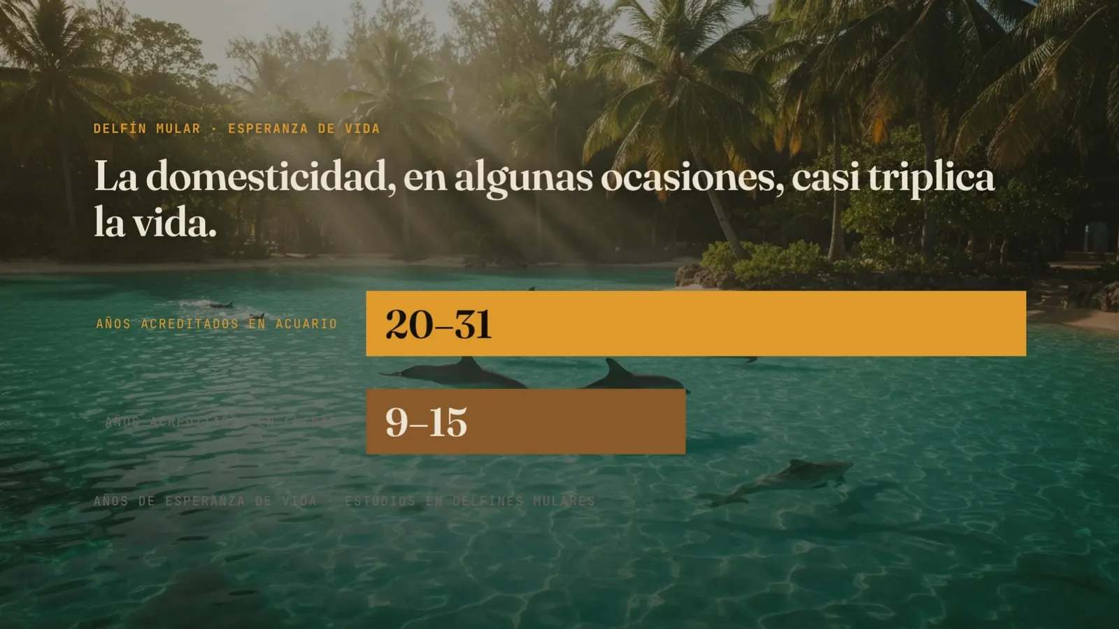 Diapositiva 51: La domesticidad casi triplica la vida — 20-31 vs 9-15